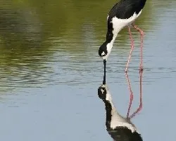 Himantopus mexicanus