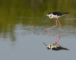 Himantopus mexicanus