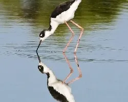 Himantopus mexicanus