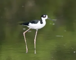 Himantopus mexicanus