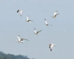 Thalasseus sandvicensis