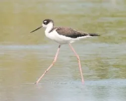 Himantopus mexicanus
