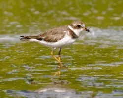 Charadrius semipalmatus