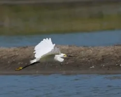 Egretta thula