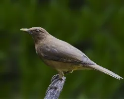 Turdus grayi