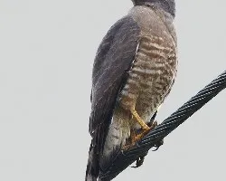 Buteo magnirostris