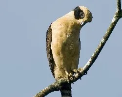 Herpetotheres cachinnans