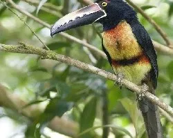 Pteroglossus torquatus