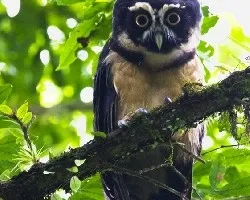 Pulsatrix perspicillata