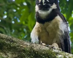 Pulsatrix perspicillata