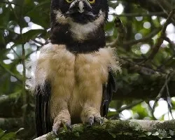 Pulsatrix perspicillata