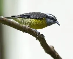 Coereba flaveola