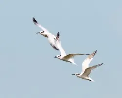 Thalasseus sandvicensis