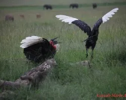 Bucorvus leadbeateri