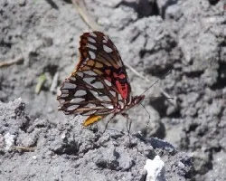 En memoria de don josé enrique