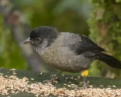 Pselliophorus tibialis