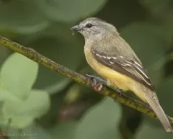 Myiopagis viridicata