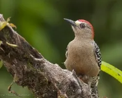 Melanerpes rubricapillus