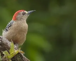 Melanerpes rubricapillus