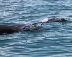 Tursiops truncatus