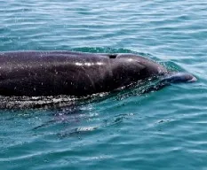 Tursiops truncatus