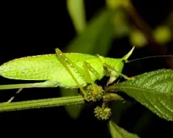 Copiphora rhinoceros