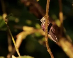 Microchera albocoronata
