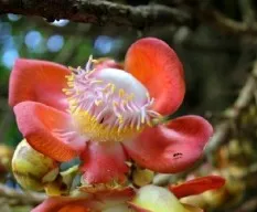 Couroupita guianensis