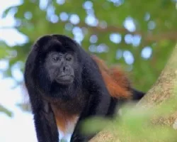 Alouatta palliata