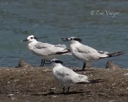 Thalasseus sandvicensis