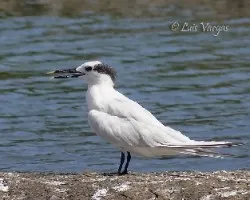 Thalasseus sandvicensis