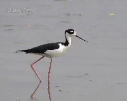Himantopus mexicanus