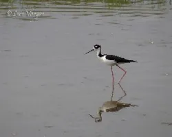 Himantopus mexicanus