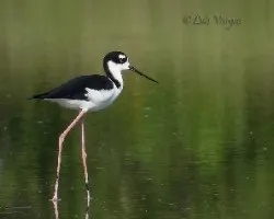 Himantopus mexicanus