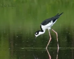 Himantopus mexicanus