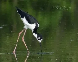 Himantopus mexicanus