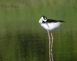 Himantopus mexicanus