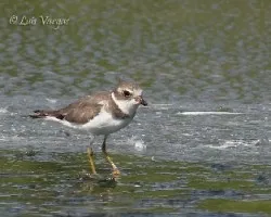 Charadrius semipalmatus
