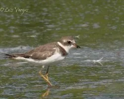 Charadrius semipalmatus