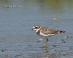 Charadrius semipalmatus