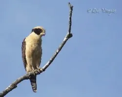 Herpetotheres cachinnans