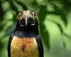 Pteroglossus torquatus