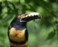 Pteroglossus torquatus