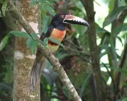 Pteroglossus torquatus