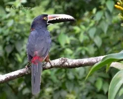 Pteroglossus torquatus