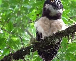 Pulsatrix perspicillata