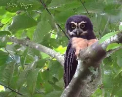 Pulsatrix perspicillata