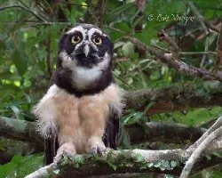 Pulsatrix perspicillata