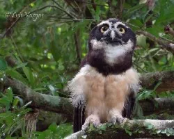 Pulsatrix perspicillata