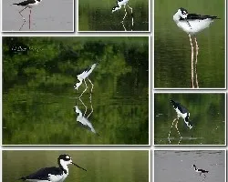 Himantopus mexicanus